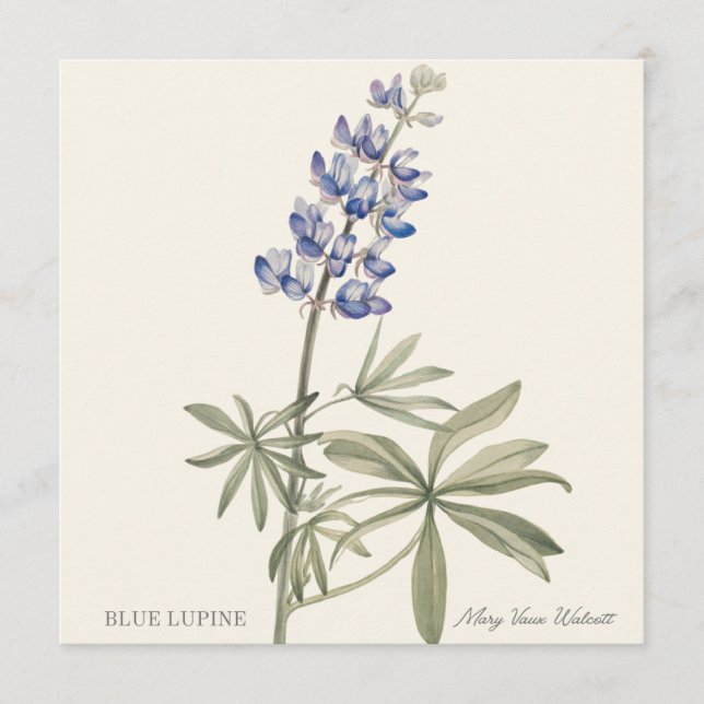 Lupin bleu par Mary Walcott (Devant)