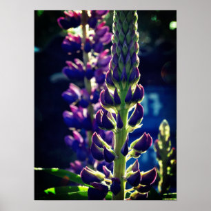 Lupina Photo Poster