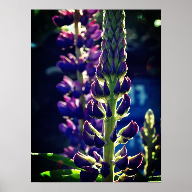 Lupina Photo Poster (Devant)