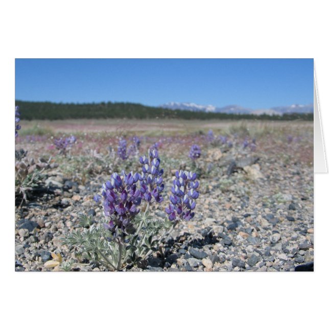 Lupine près du parc national Yosemite (Devant Horizontal)
