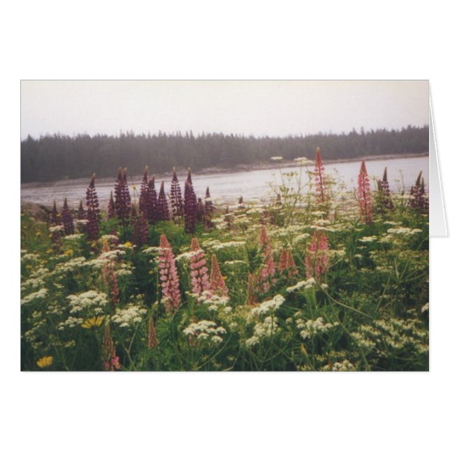 Lupines, Vinalhaven, Maine (Devant Horizontal)