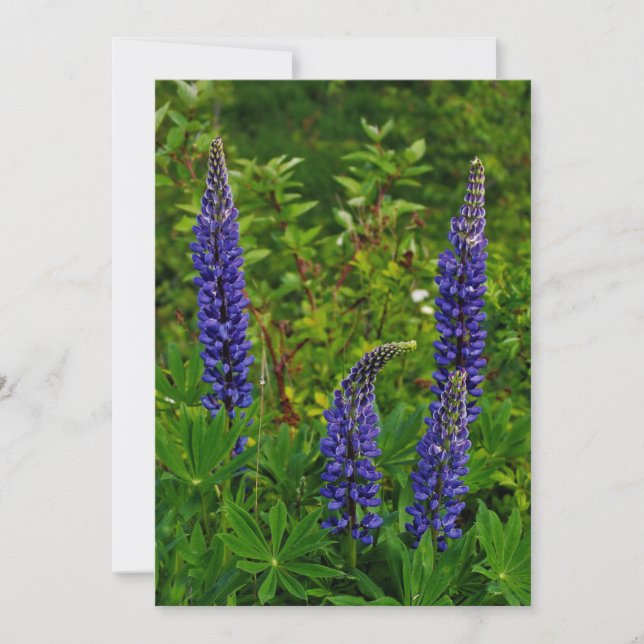 Lupins (Devant)