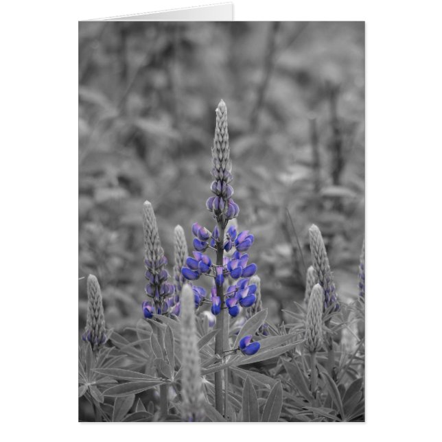 Lupins du Cap-Breton (Devant)