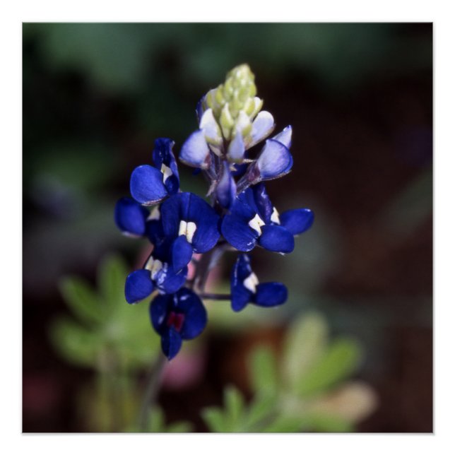 Lupinus texensis - affiche du Texas Bluebonnet (Devant)