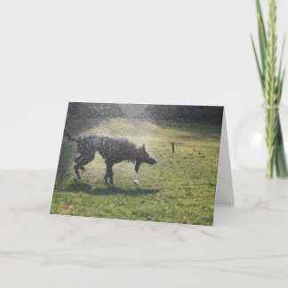 Lurcher après un bain - carte de voeux