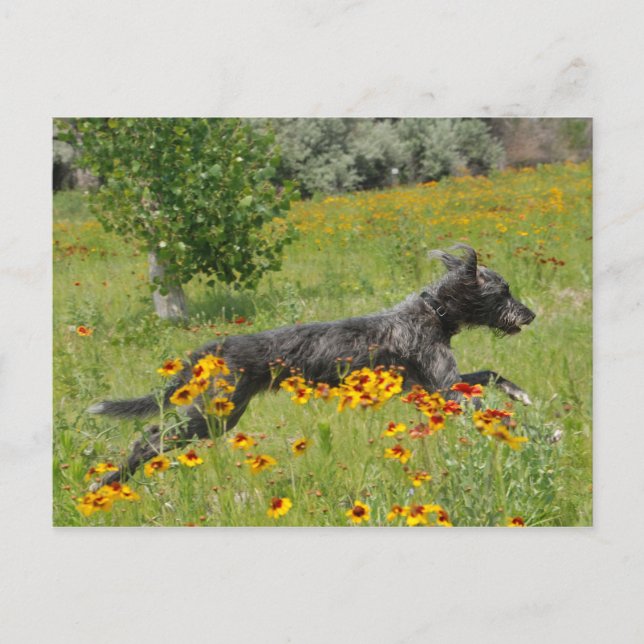 Lurcher Traversant Un Champ Fleuri - Carte Postale (Devant)