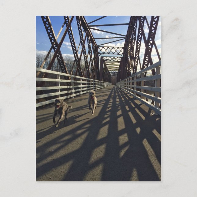 Lurchers Traversant Un Pont - Carte Postale (Devant)
