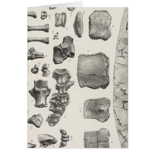 LXVII Testudo, Vultur (Devant)