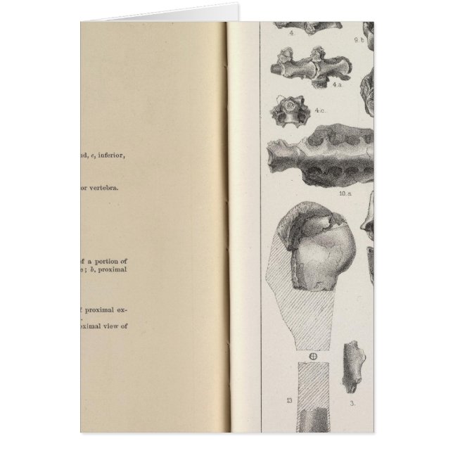 LXVIII Vultur umbrosus (Devant)