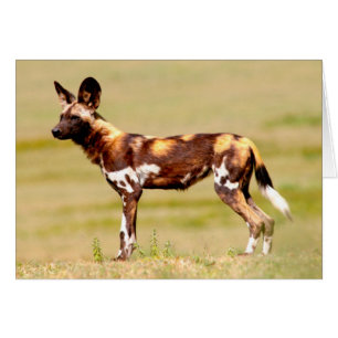 Lycaon Pictus Debout