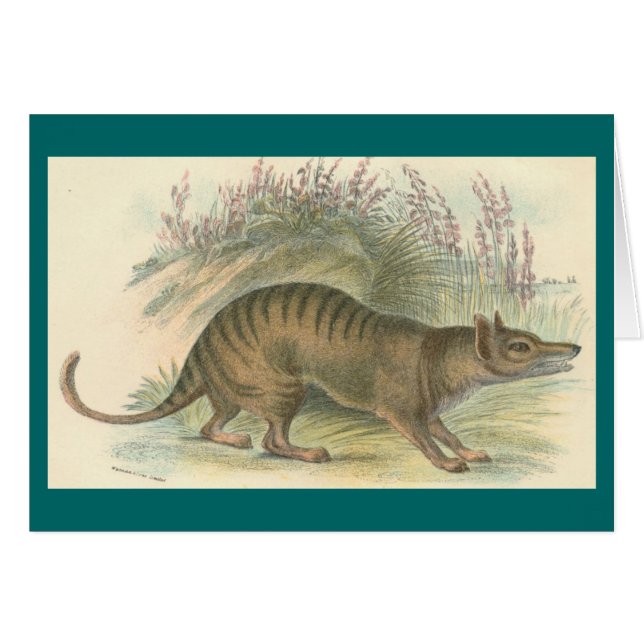Lydekker - Thylacine - tigre tasmanien (Devant horizontal)