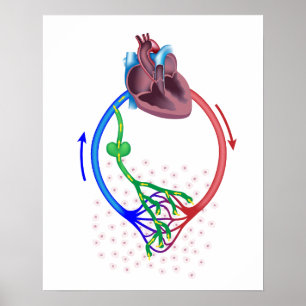 lymph fluid drainage diagram poster