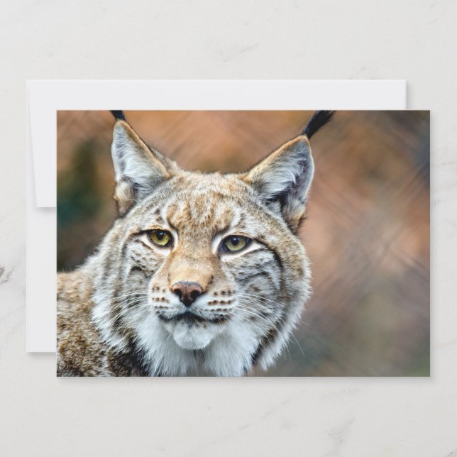 Lynx Bobcat Wildlife (Devant)