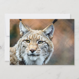 Lynx Bobcat Wildlife