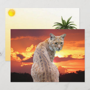 Lynx de Floride avec Superbe Coucher de Soleil Car