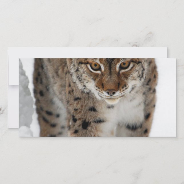 Lynx de neige (Devant)