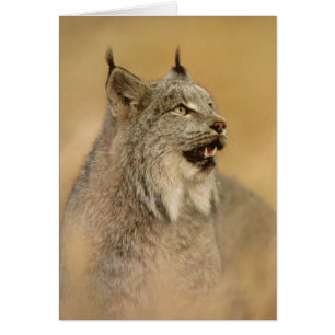 Lynx du Canada (Lynx canadensis) - Chats sauvages