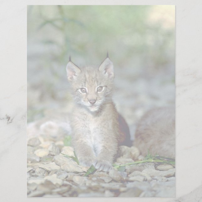 lynx eurasien, jeune chet (Devant)