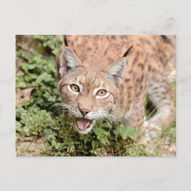 Lynx photo , animaux . carte postale (Devant)