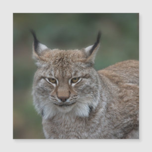 Lynx Vous Regarde