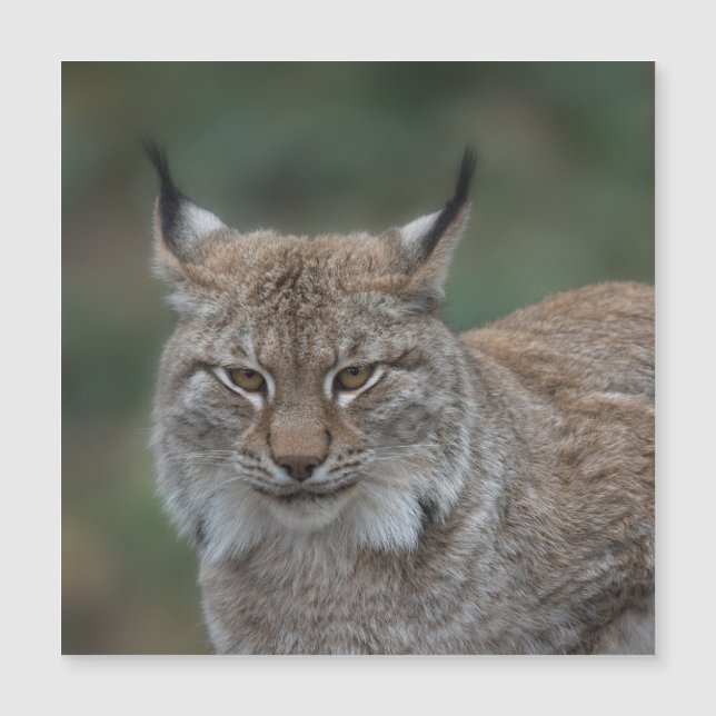 Lynx Vous Regarde (Devant)