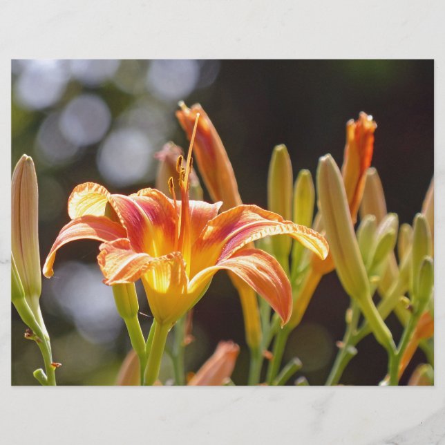 Lys au soleil (Devant)