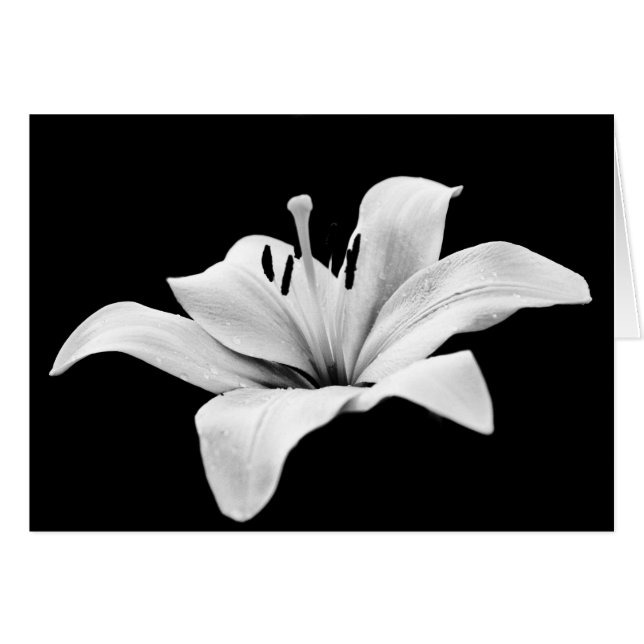 Lys blancs (Devant horizontal)