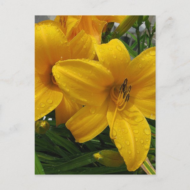 Lys dans la carte postale Pluie (Devant)