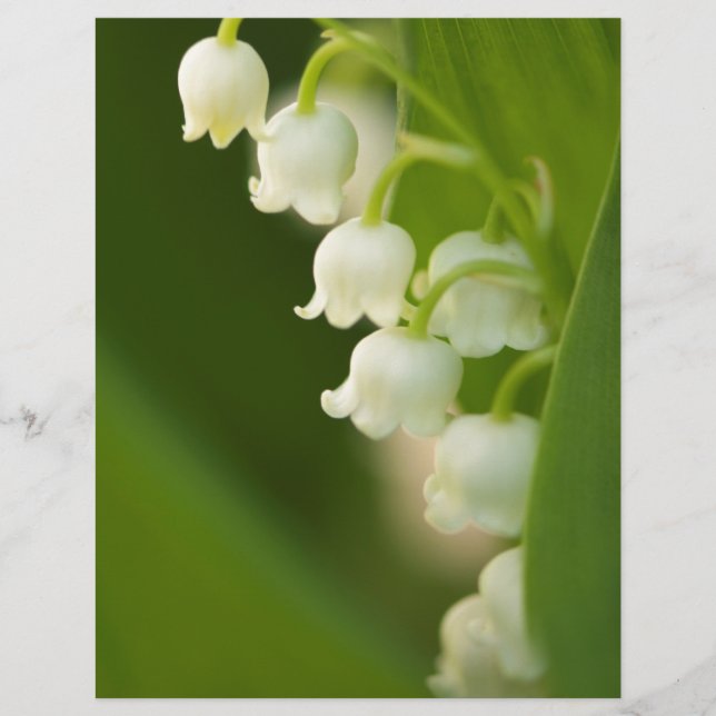 Lys de la Vallée Fleur (Devant)