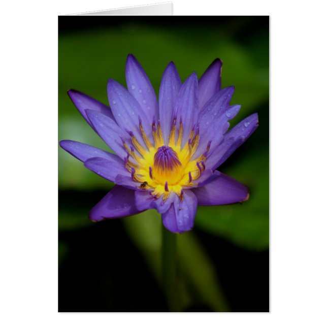 Lys d'eau violet (Devant)