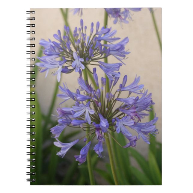 Lys Du Carnet Des Fleurs Du Nil (Devant)