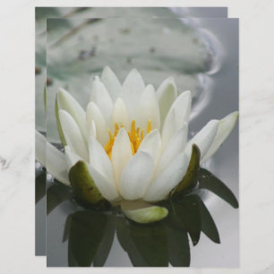 Lys Lotus Blossom Fleur d'eau blanche