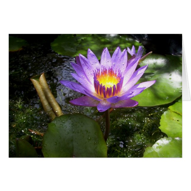 Lys pourpre dans l'étang (Devant horizontal)