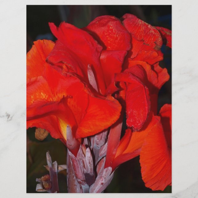 Lys Red Canna (Devant)