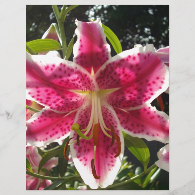 Lys roses fleurs tropicales roses rose (Devant)