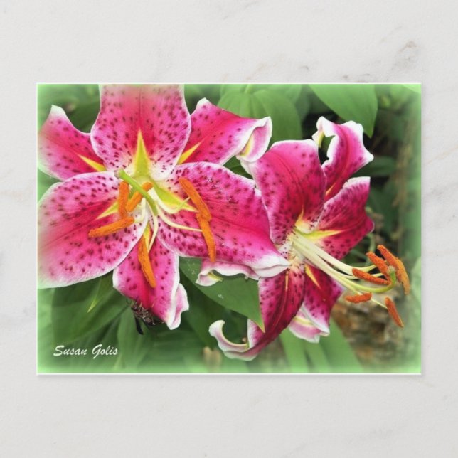 Lys Stargazer Oriental Rose / Carte Postale de Jar (Devant)