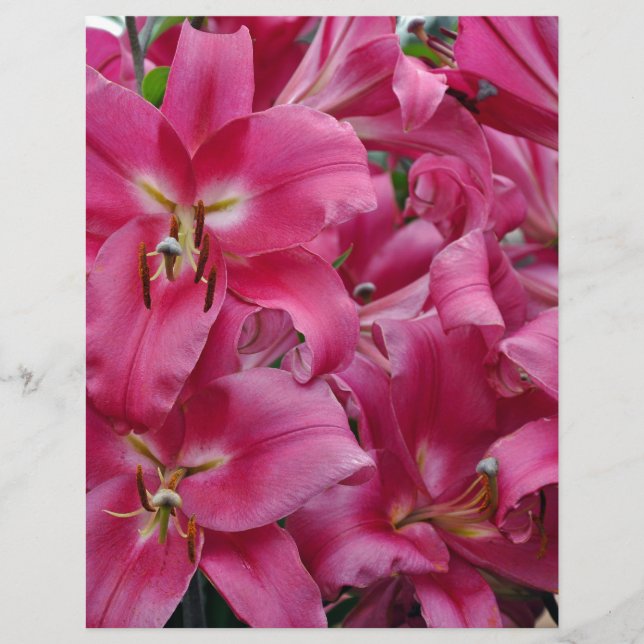 Lys stargazers roses (Devant)