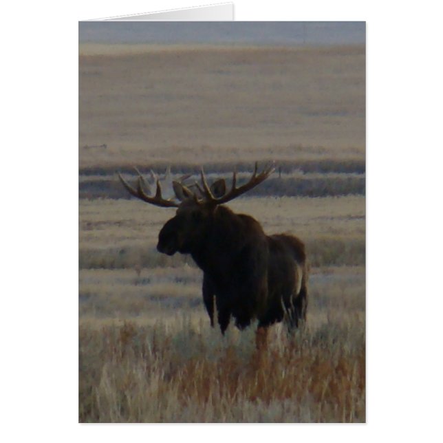 M1 Bull Moose (Devant)