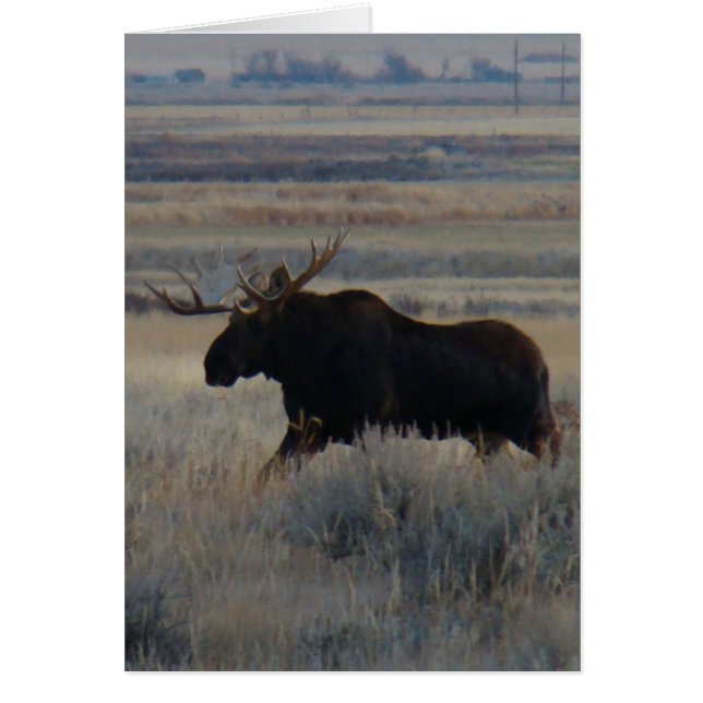 M2 Bull Moose (Devant)