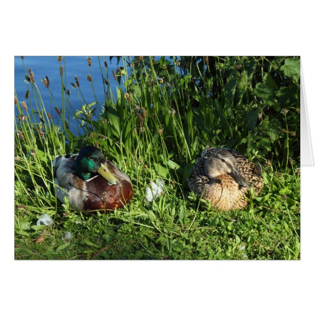 M. et Mme Mallard (Devant horizontal)