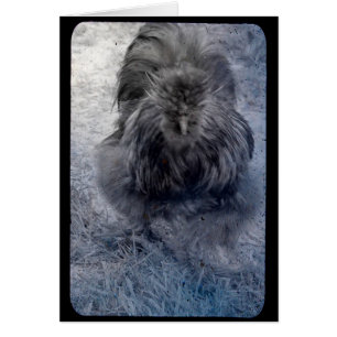 M. Fluffy Silkie Rooster 2