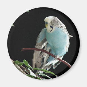 M. Jill Budgie Round Magnet