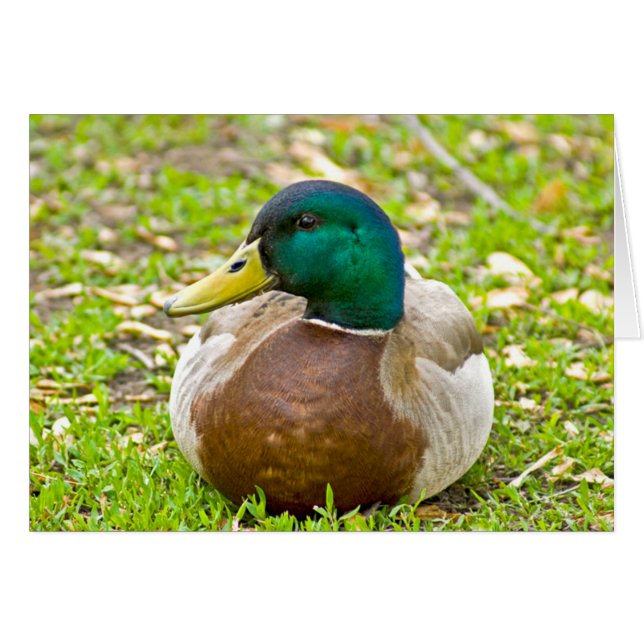 M. Mallard le Canard (Devant Horizontal)
