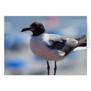 Ma Carte De Voeux Seagull