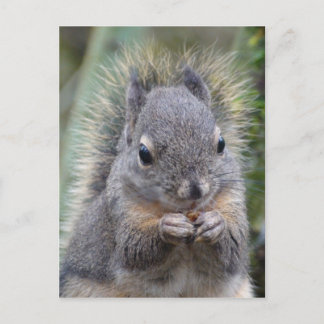 Ma carte postale Fuzzy