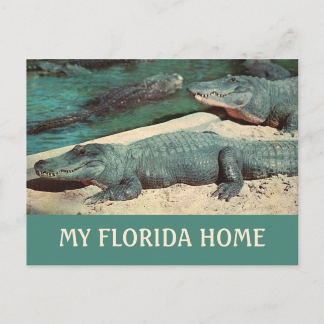 Ma carte postale Gator de Floride (Devant)