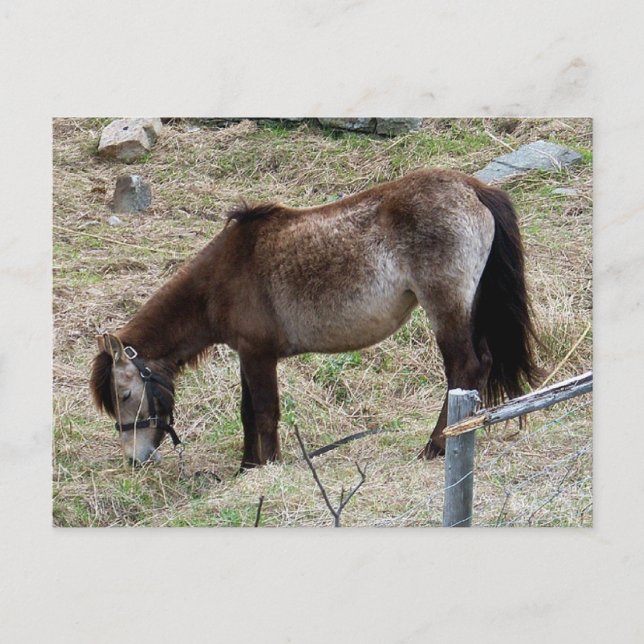 Ma carte postale Little Pony (Devant)