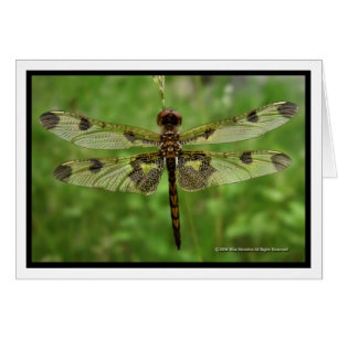 "Ma libellule de jolies ailes" -