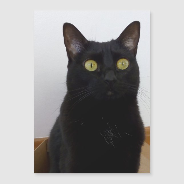 Ma Pan (Panthère) (Devant)