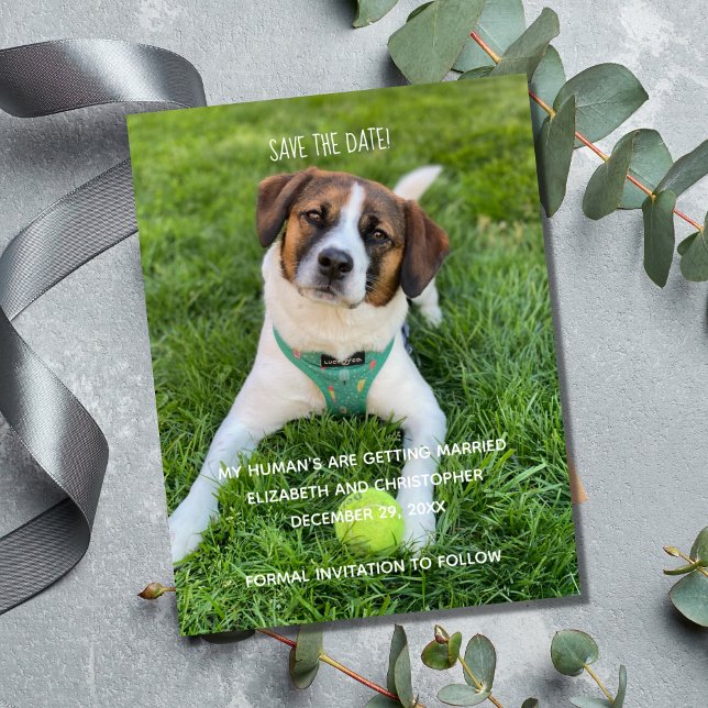 Ma Photo de Mariage de Mes Humains Enregistrer la  (My Human's Are Getting Married Dog Cat Photo Save the Date Cards.)